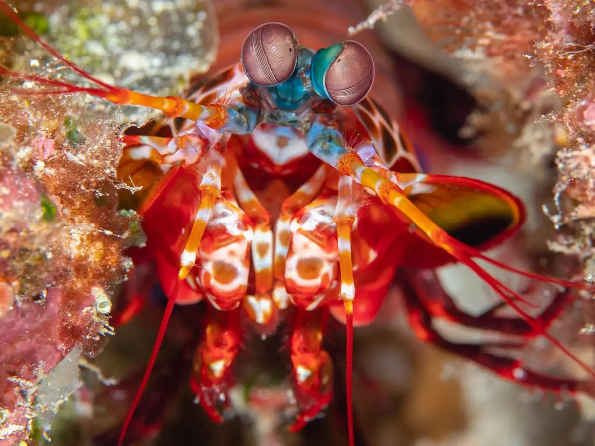A mantis shrimp in the shallows at Mioskon, Raja Ampat