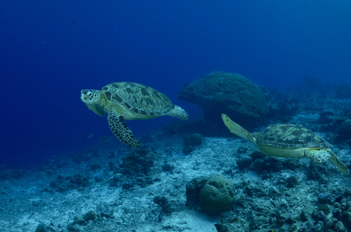 Green turtles at Turtle Traffic cleaning station, Maratua, Derawan Archipelago