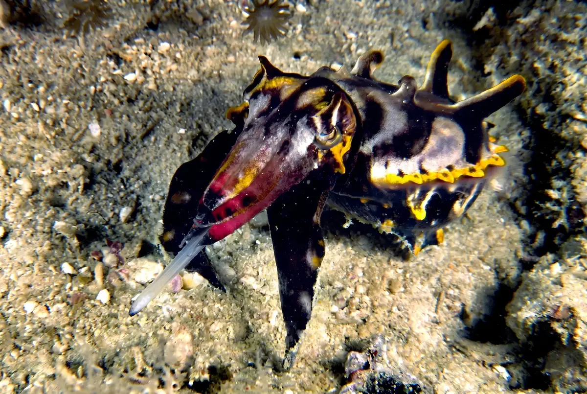 A flamboyant cuttlefish crossing Mabul's sandy substrate. It walks on modified arm tips rather than swimming, and is toxic despite its small size.