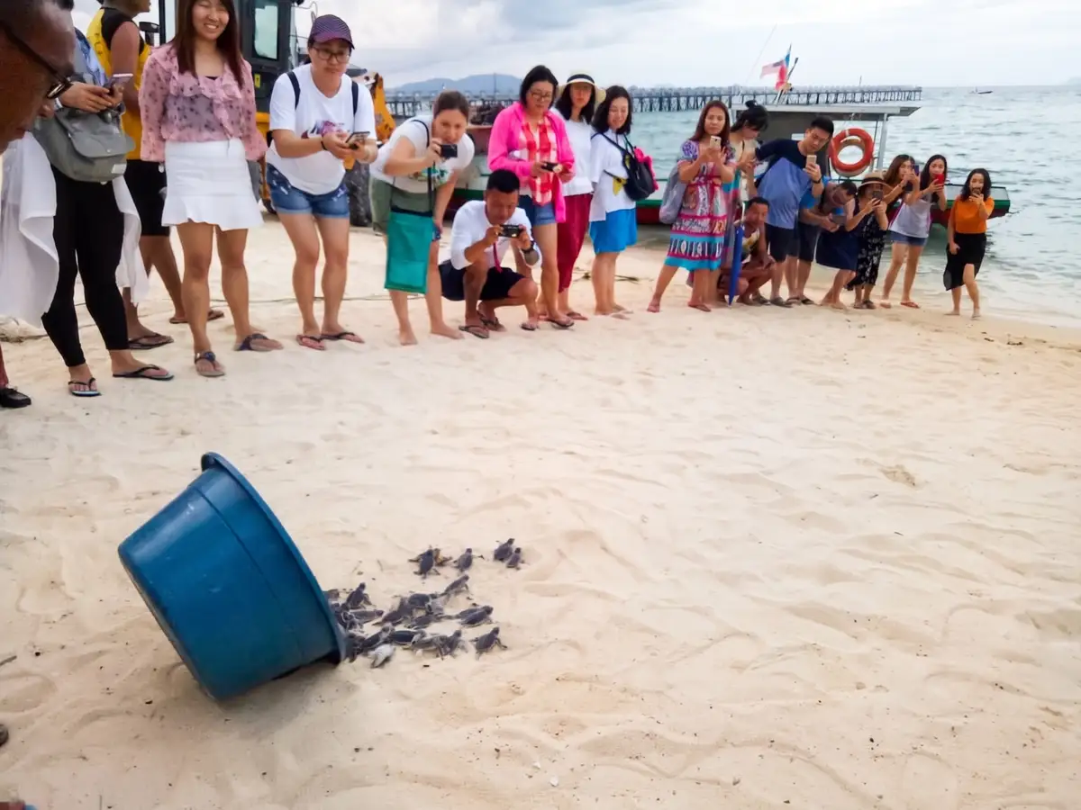 Green turtle hatchlings being released on Mabul Island. Sipadan and the surrounding waters support nesting populations of both green and hawksbill sea turtles.