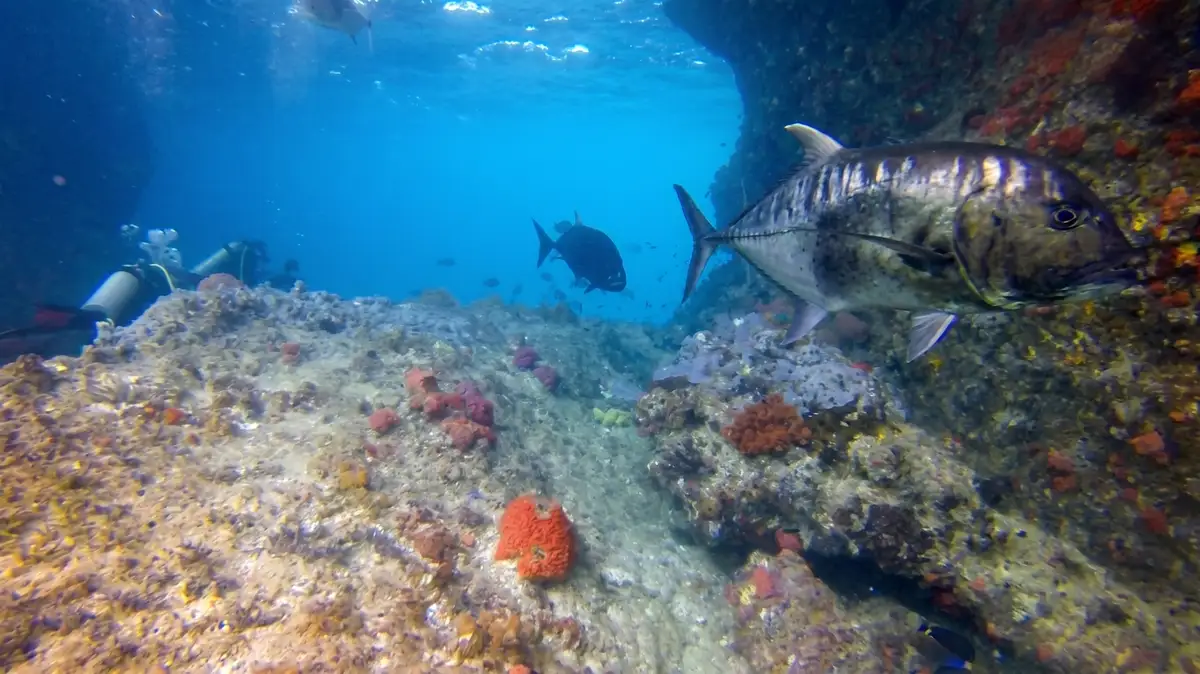 Giant trevally schooling at Batu Dramai, Triton Bay, where the Iris Strait meets open ocean