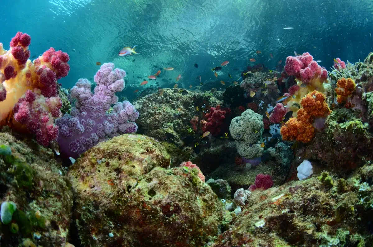 Mixed soft and hard coral gardens on the Iris Strait reef slope, Triton Bay