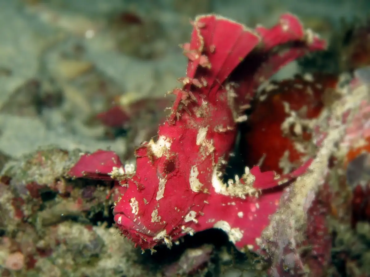 A pink leaf scorpionfish on the rubble slope at Pom Pom Island, Tun Sakaran Marine Park