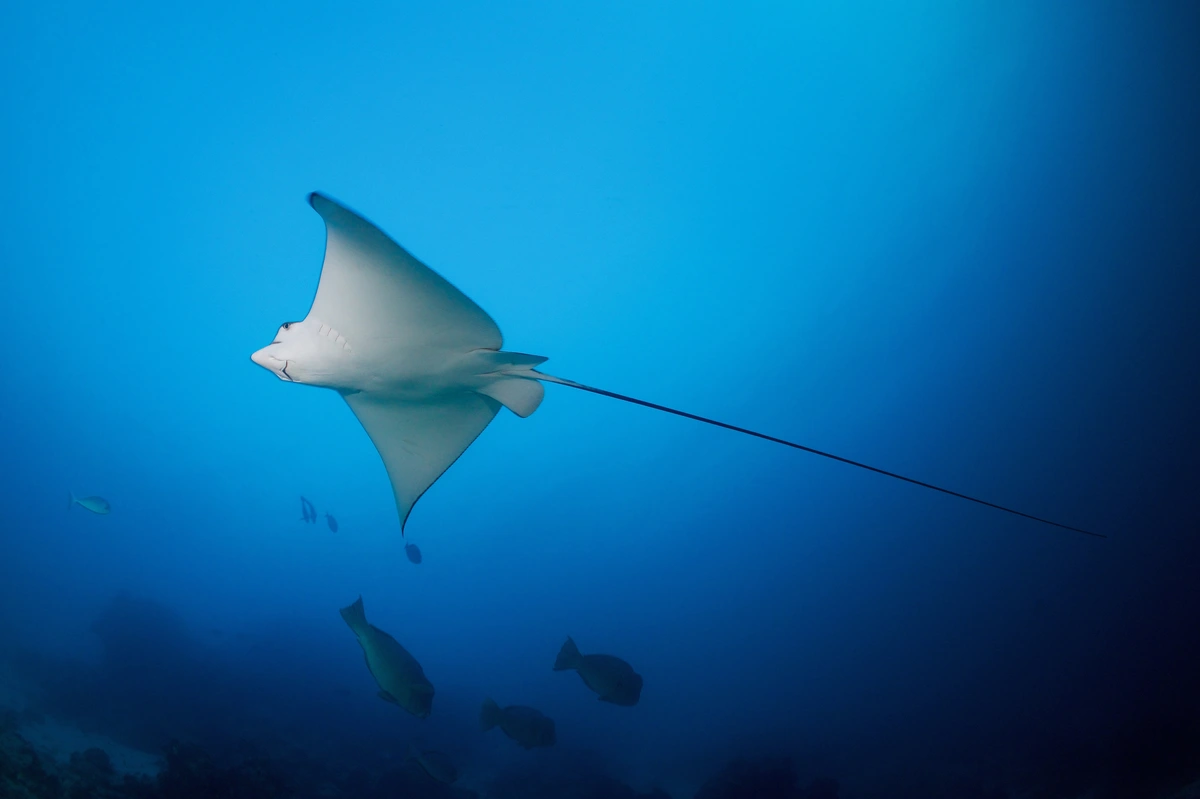 A spotted eagle ray at Mantabuan Island, Tun Sakaran Marine Park